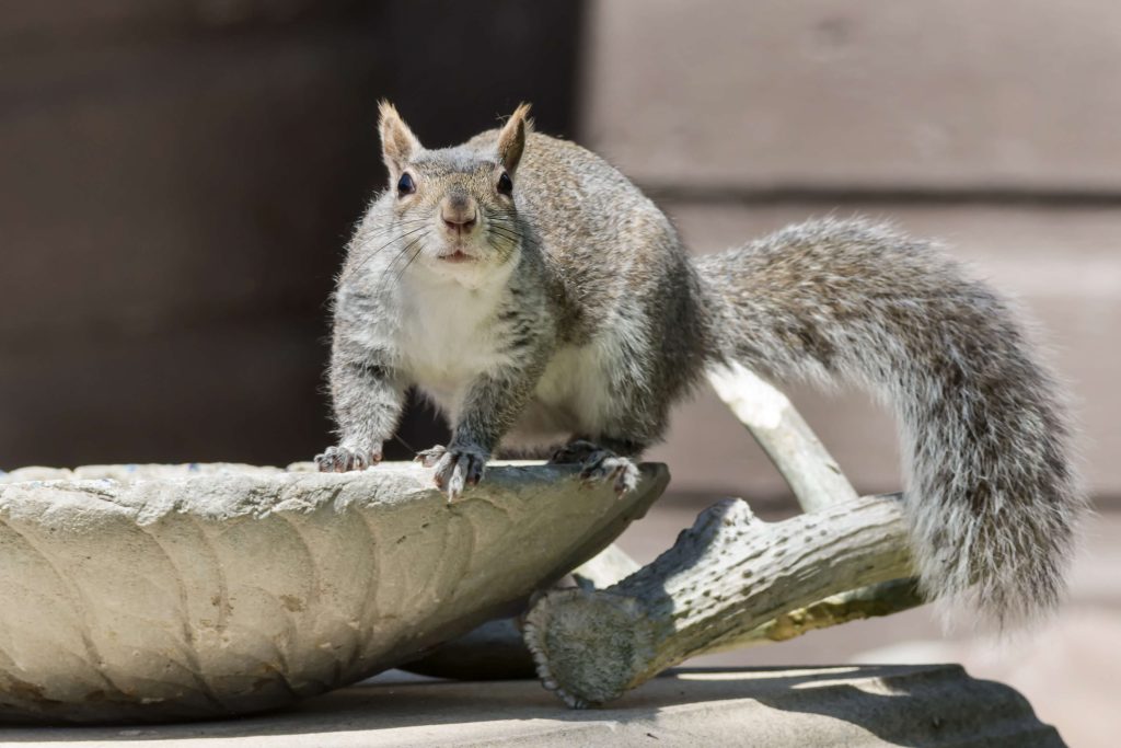 squirrels-control